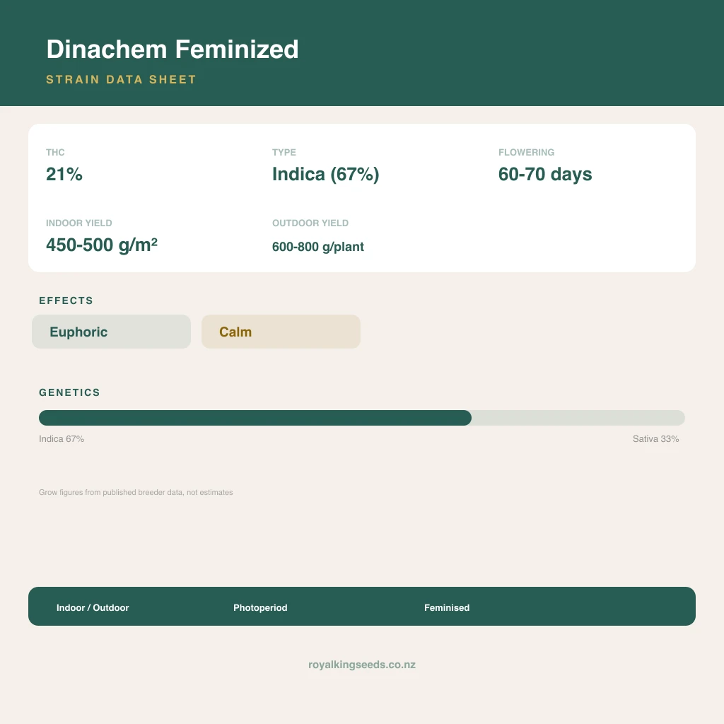 Dinachem 67% indica / 33% sativa flower with visible trichomes