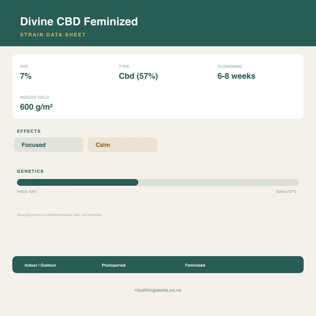 Divine CBD 43% indica / 57% sativa flower with visible trichomes