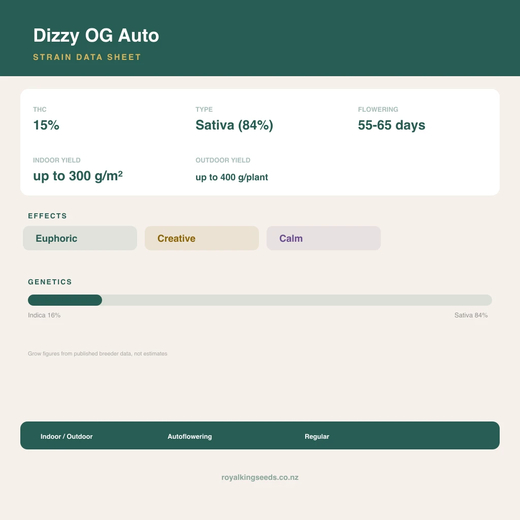 Dizzy OG 16% indica / 84% sativa flower with visible trichomes