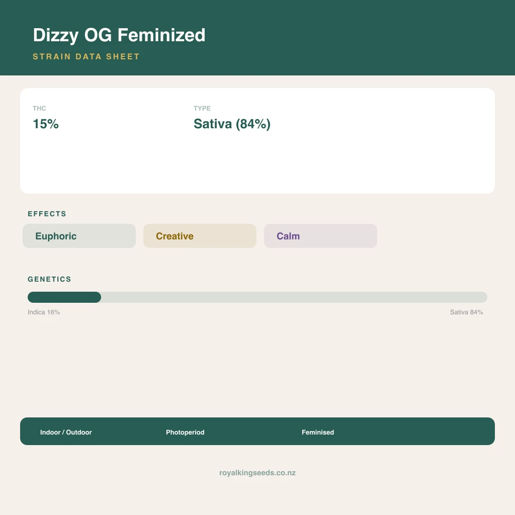 Dizzy OG 16% indica / 84% sativa flower with visible trichomes