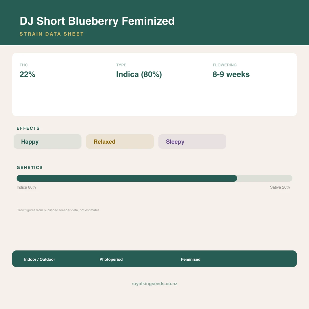 DJ Short Blueberry 80% indica / 20% sativa flower with visible trichomes