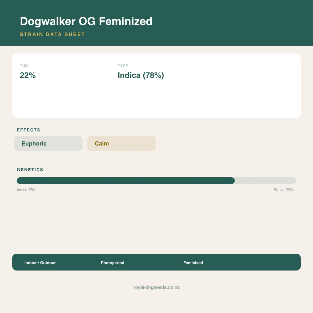 Dogwalker OG 78% indica / 22% sativa flower with visible trichomes