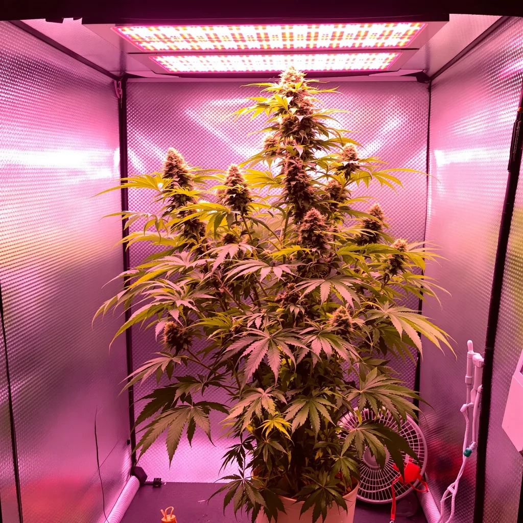 Domino cannabis plant in flowering stage — 150-200 cm feminised