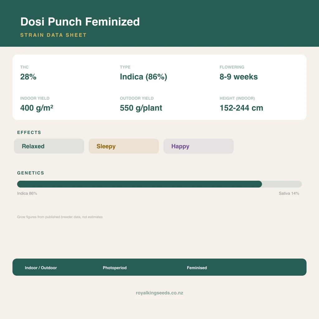 Dosi Punch 86% indica / 14% sativa flower with visible trichomes