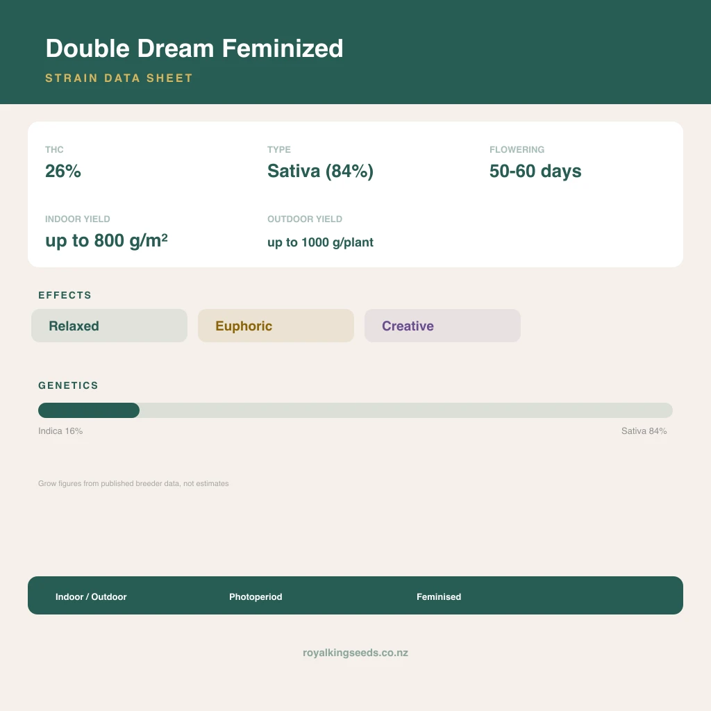 Double Dream 16% indica / 84% sativa flower with visible trichomes