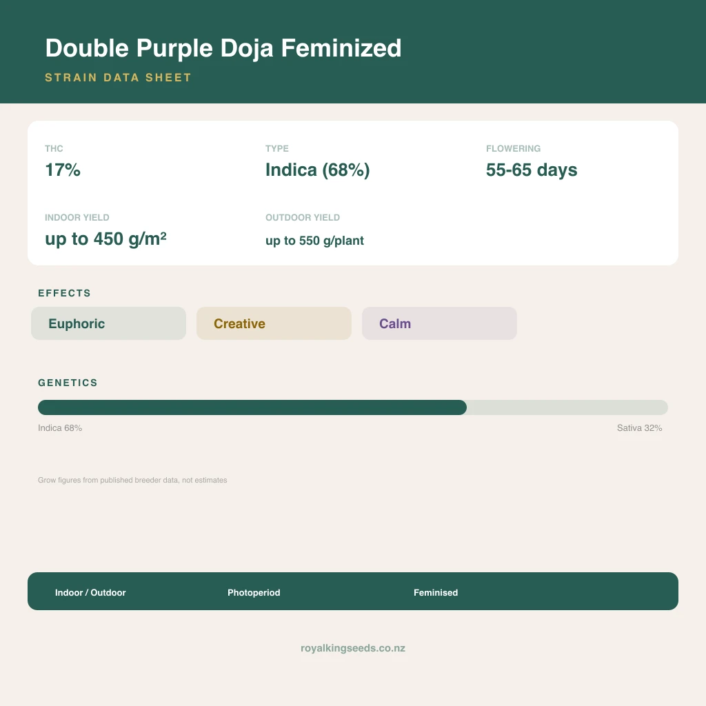 Double Purple Doja 68% indica / 32% sativa flower with visible trichomes