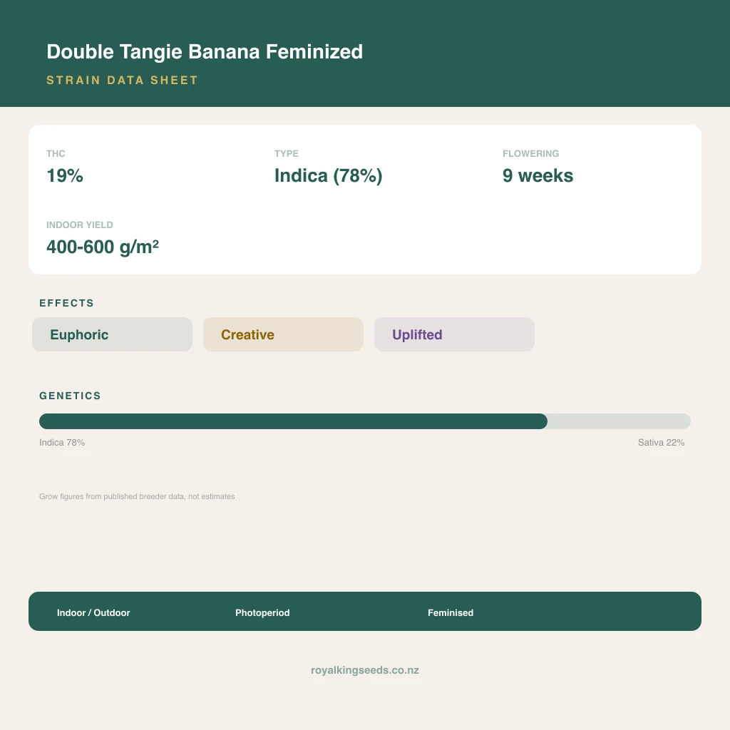 Double Tangie Banana 78% indica / 22% sativa flower with visible trichomes