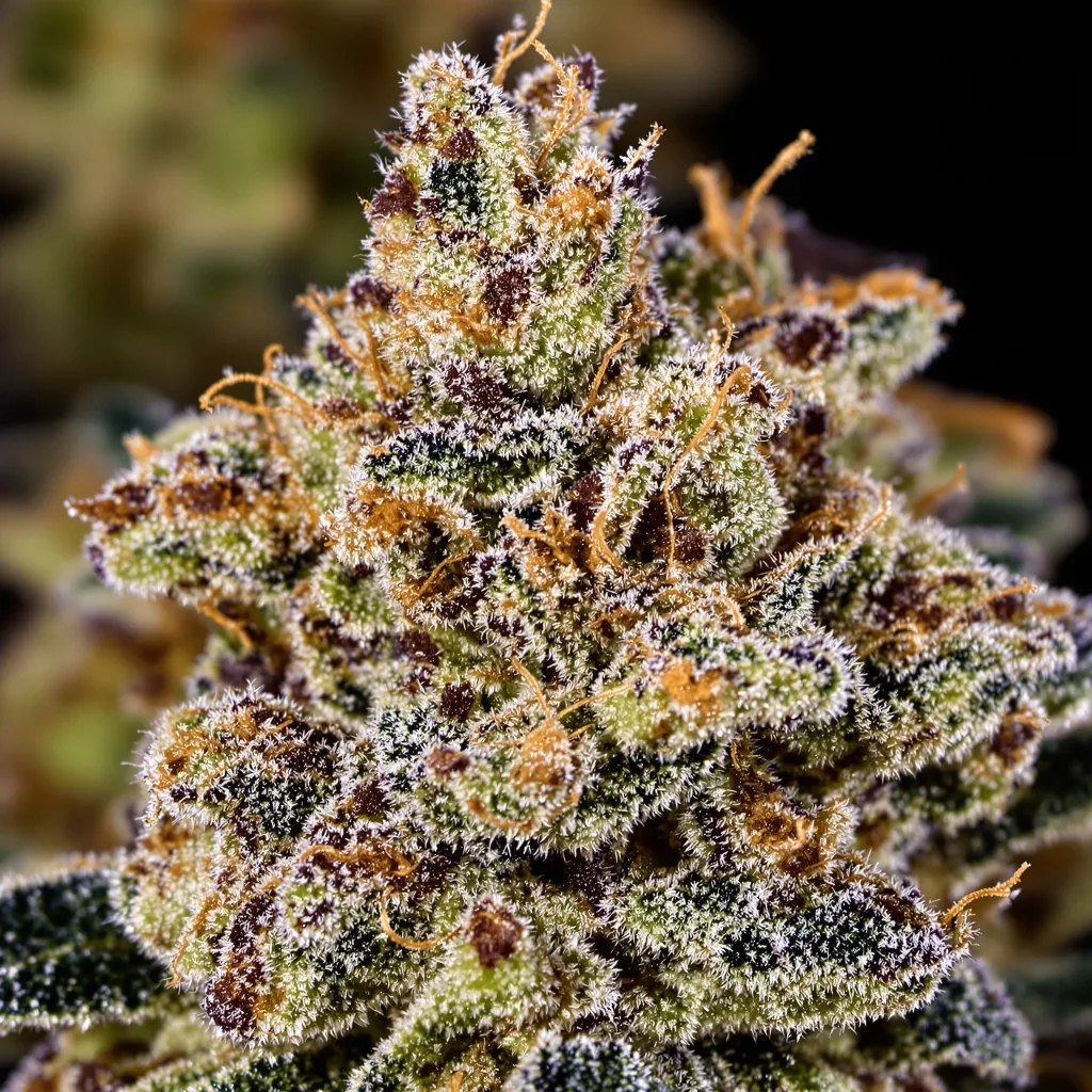 Double Tangie Banana cannabis bud close-up showing dense purple-tinged calyxes