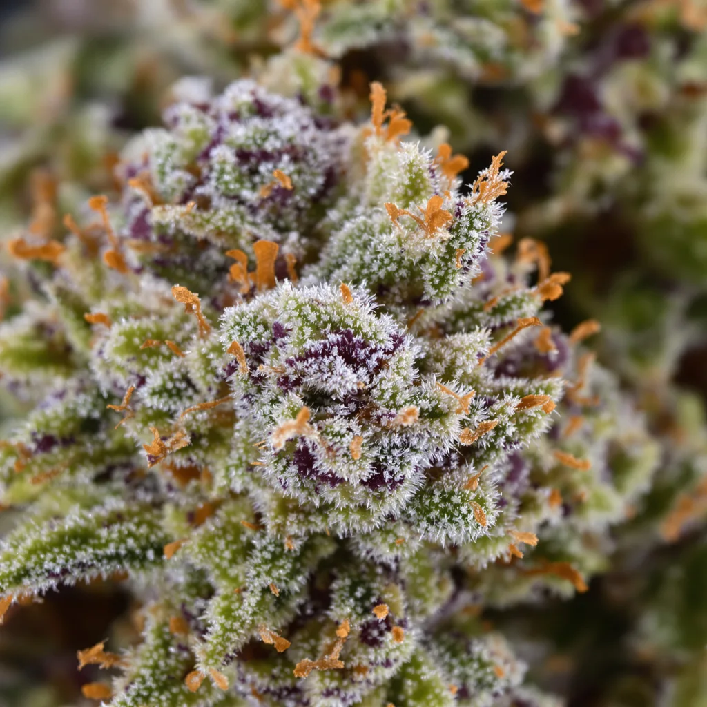 Dragon's Breath cannabis bud close-up showing balanced bud structure with frosted trichomes
