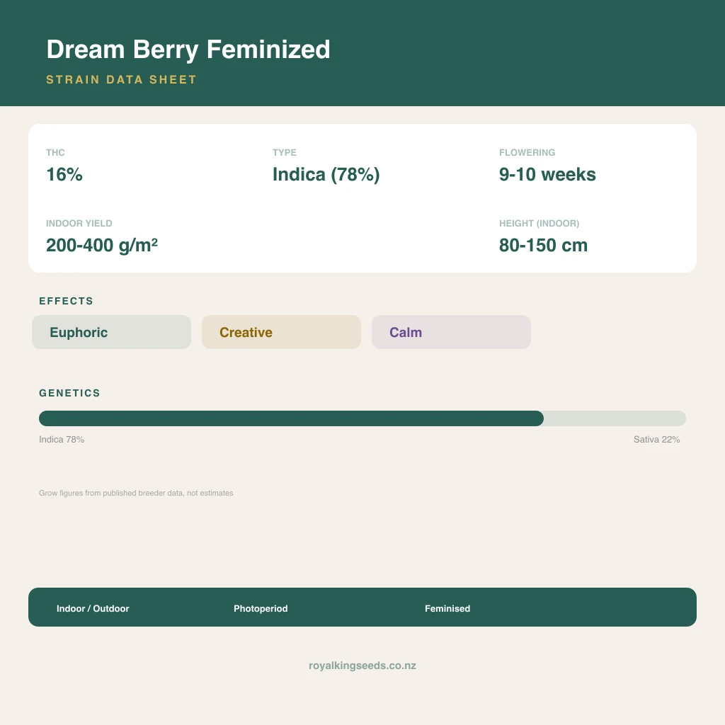 Dream Berry 78% indica / 22% sativa flower with visible trichomes