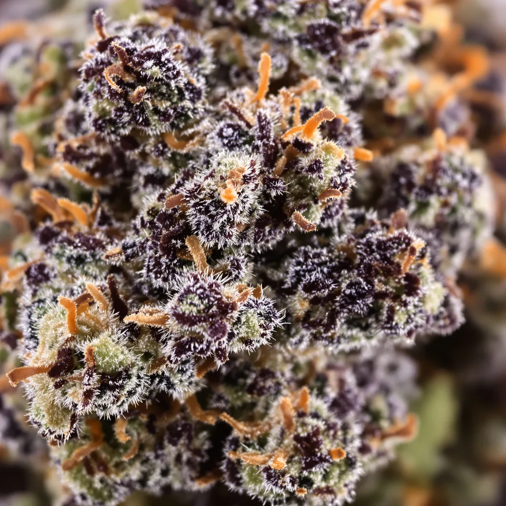 Dream Berry cannabis bud close-up showing dense purple-tinged calyxes