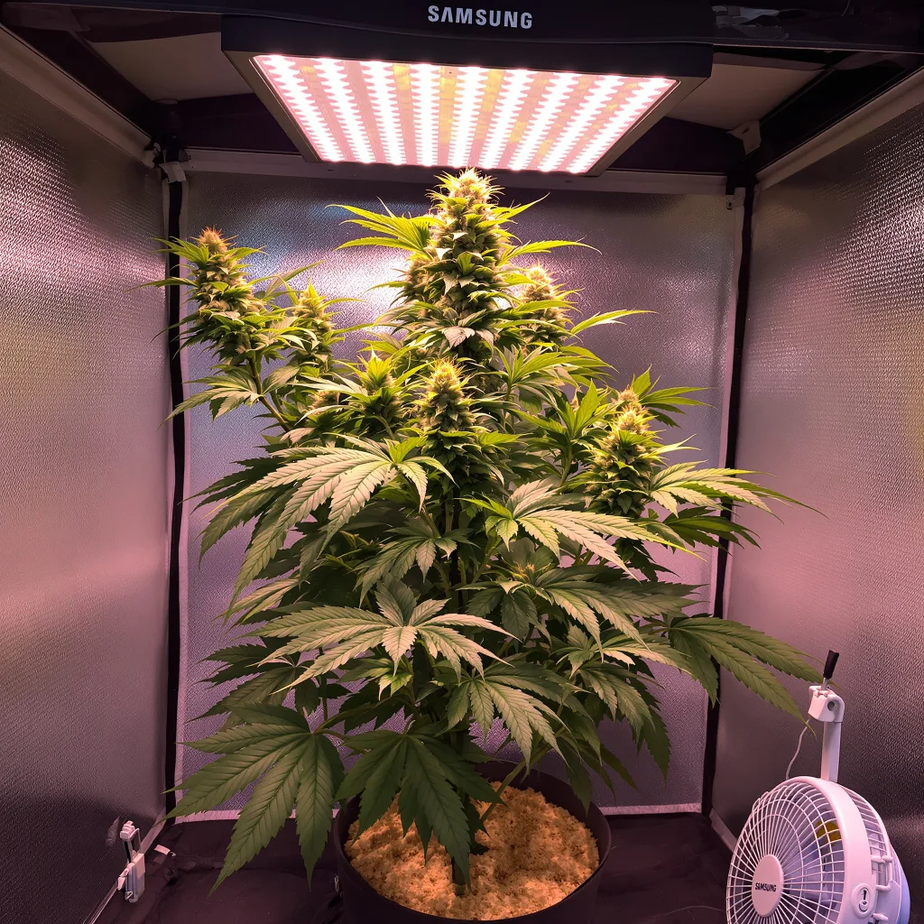 Dream Queen cannabis plant in flowering stage — 60-100 cm autoflower