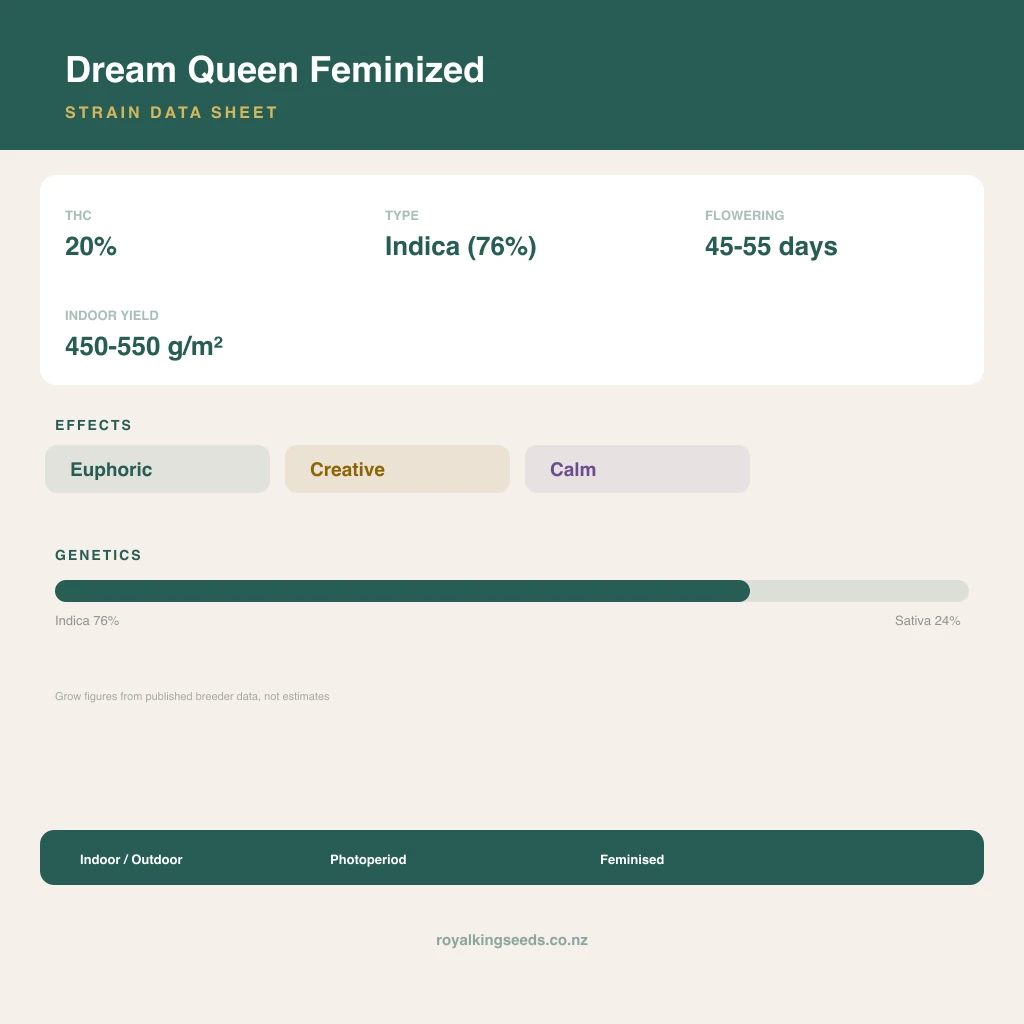Dream Queen 76% indica / 24% sativa flower with visible trichomes