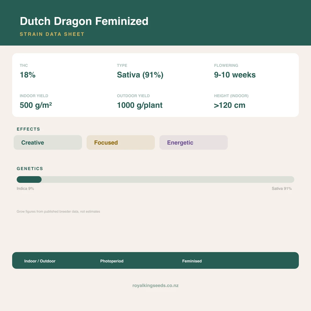 Dutch Dragon 9% indica / 91% sativa flower with visible trichomes