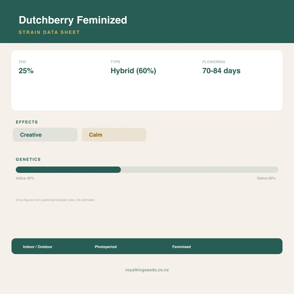 Dutchberry 40% indica / 60% sativa flower with visible trichomes