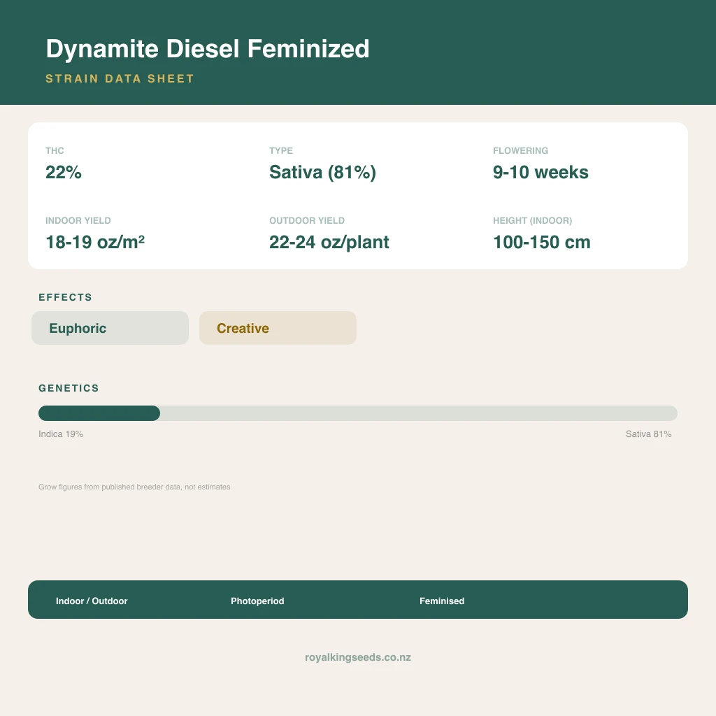 Dynamite Diesel 19% indica / 81% sativa flower with visible trichomes
