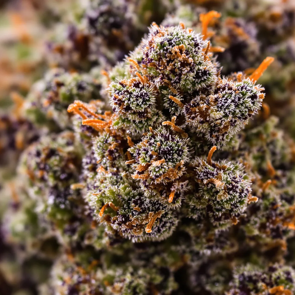 Early Girl cannabis bud close-up showing dense purple-tinged calyxes