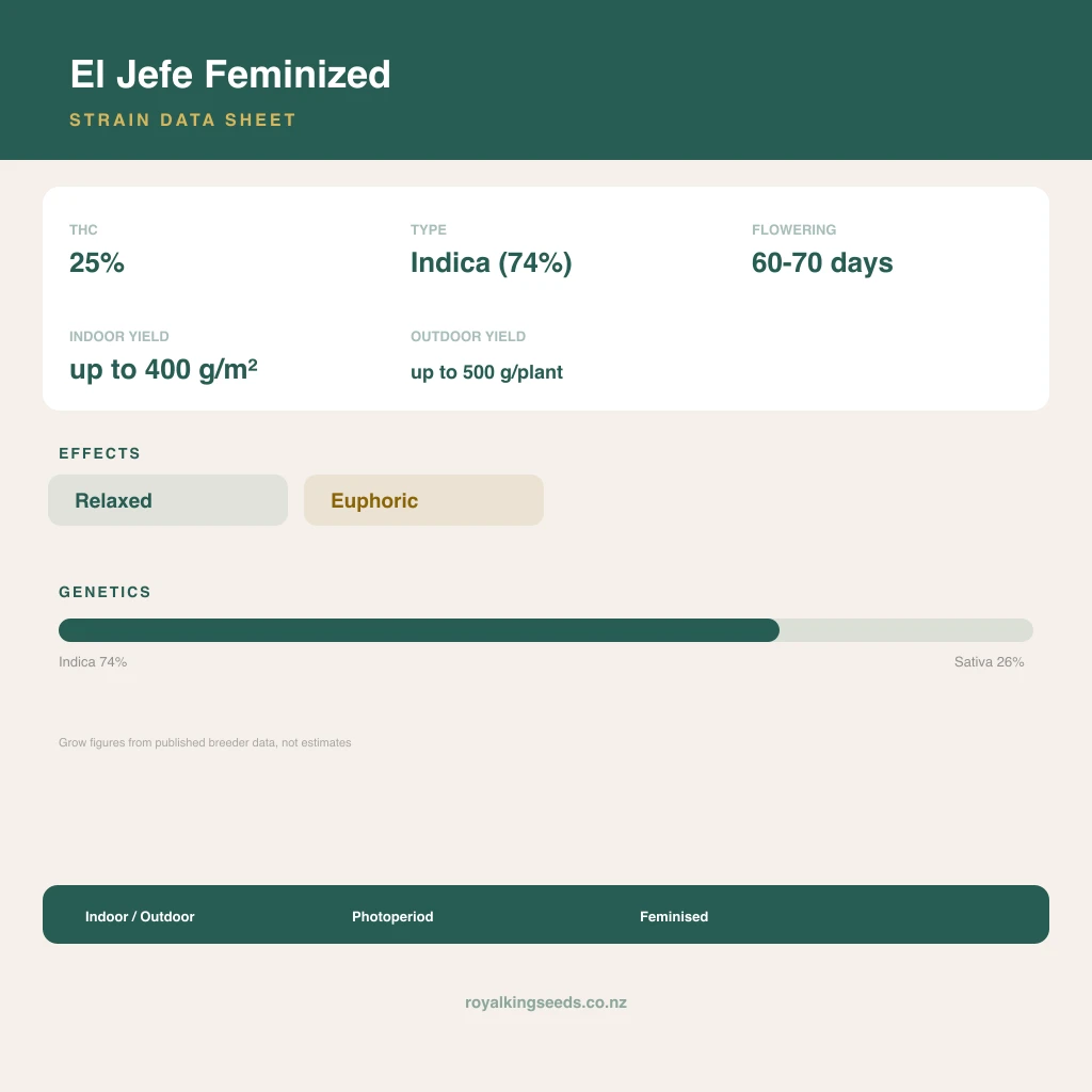 El Jefe 74% indica / 26% sativa flower with visible trichomes