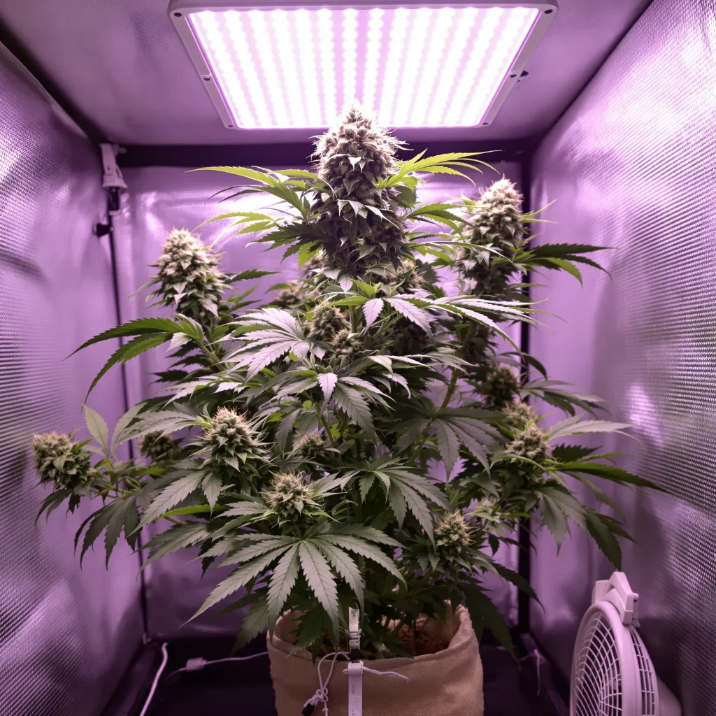 Electric Blue cannabis plant in flowering stage — 60-100 cm autoflower
