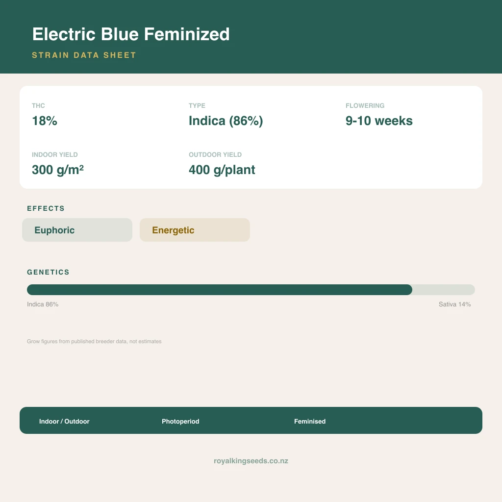 Electric Blue 86% indica / 14% sativa flower with visible trichomes