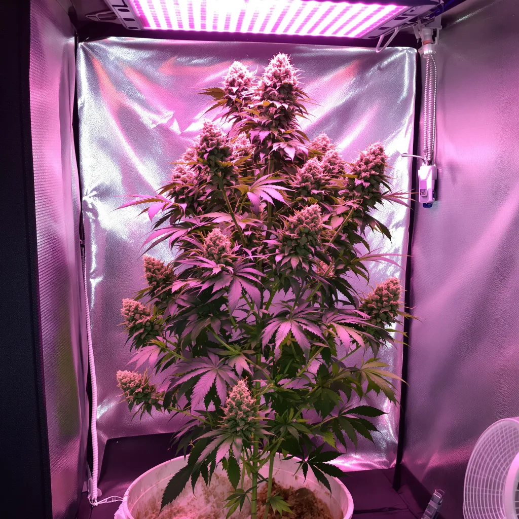 Exodus Cheese cannabis plant in flowering stage — 80-90 cm autoflower