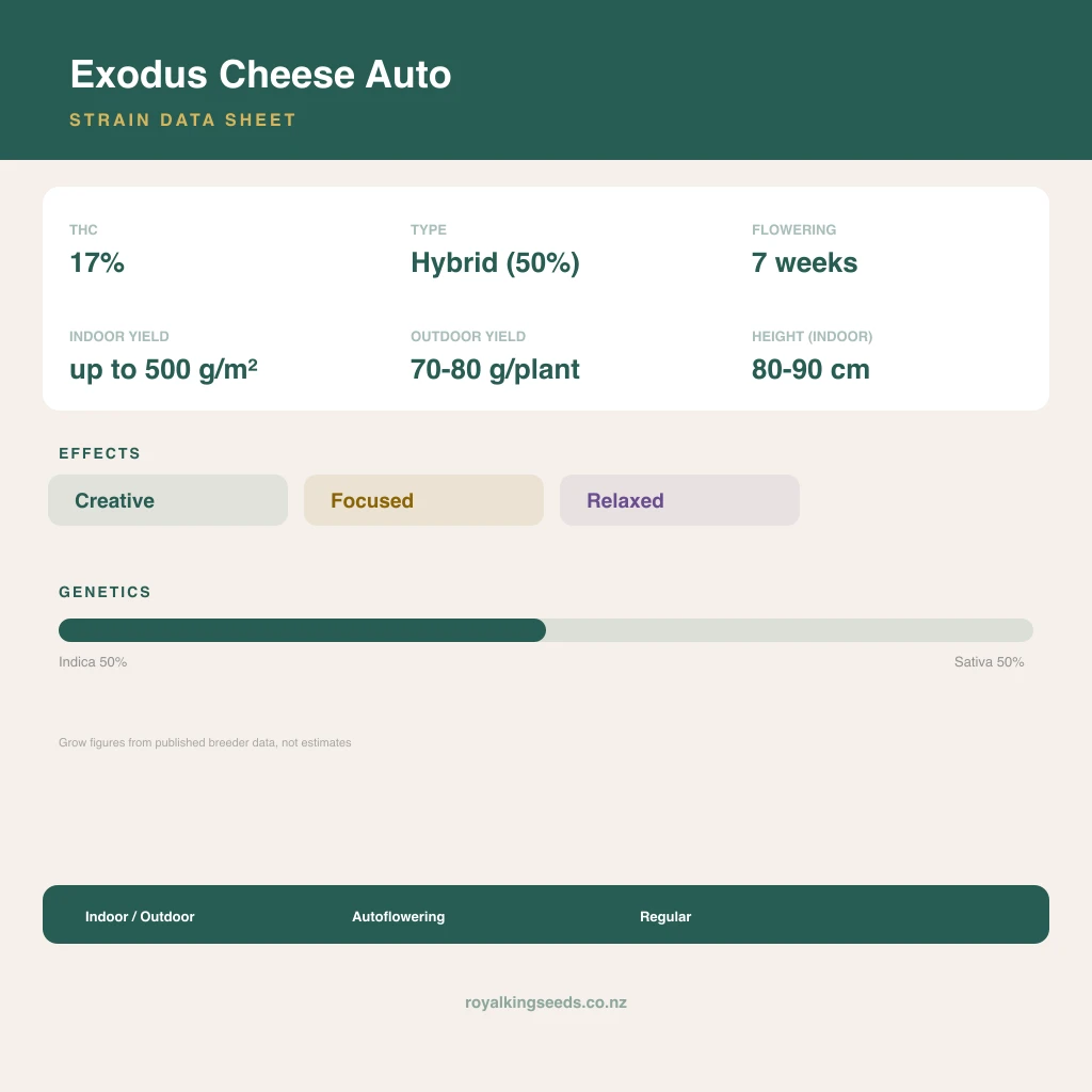 Exodus Cheese 50% indica / 50% sativa flower with visible trichomes