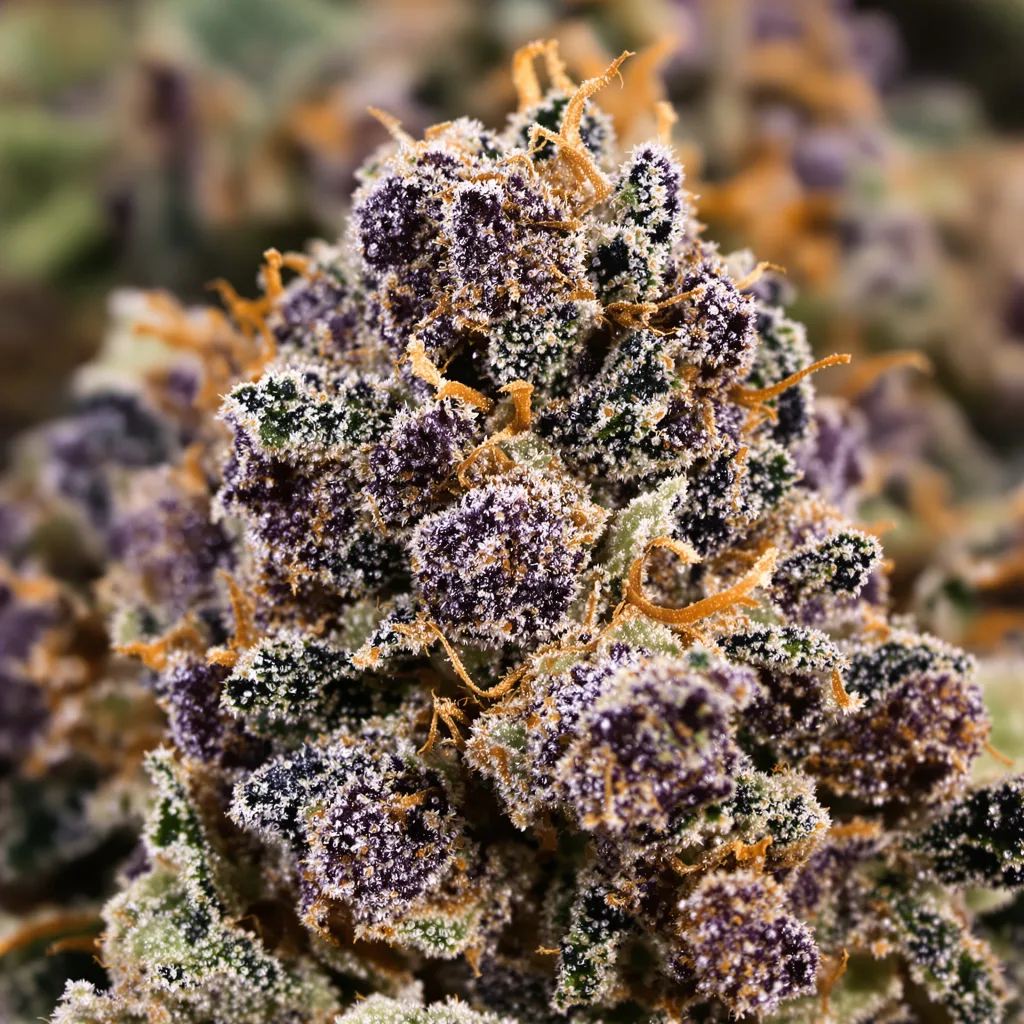 Extreme OG cannabis bud close-up showing dense purple-tinged calyxes