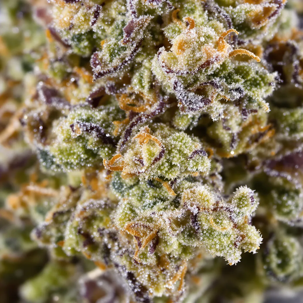 Faygo Red Pop cannabis bud close-up showing open-bud structure with orange pistils