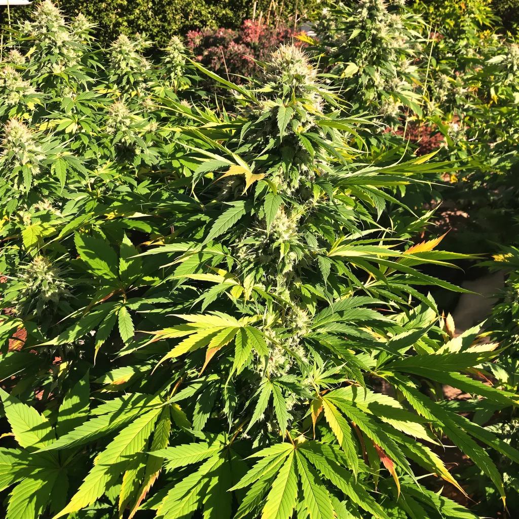 Flowerbomb Kush 67% indica / 33% sativa flower with visible trichomes