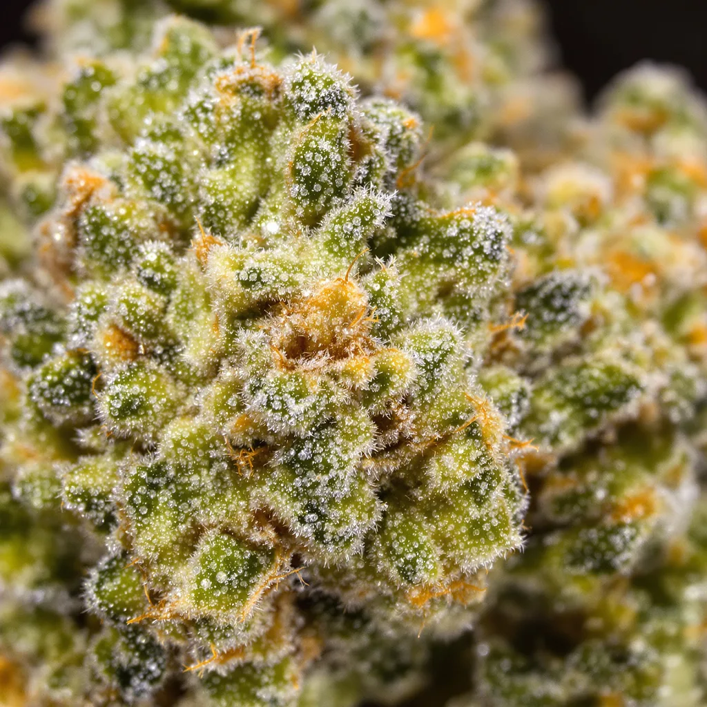 Fortune Cookies cannabis bud close-up showing lime-green airy structure