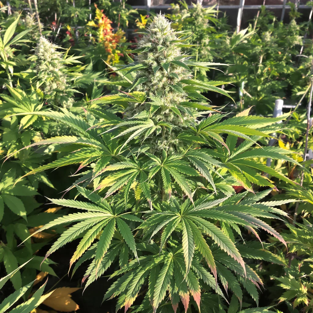 Freezeland 68% indica / 32% sativa flower with visible trichomes