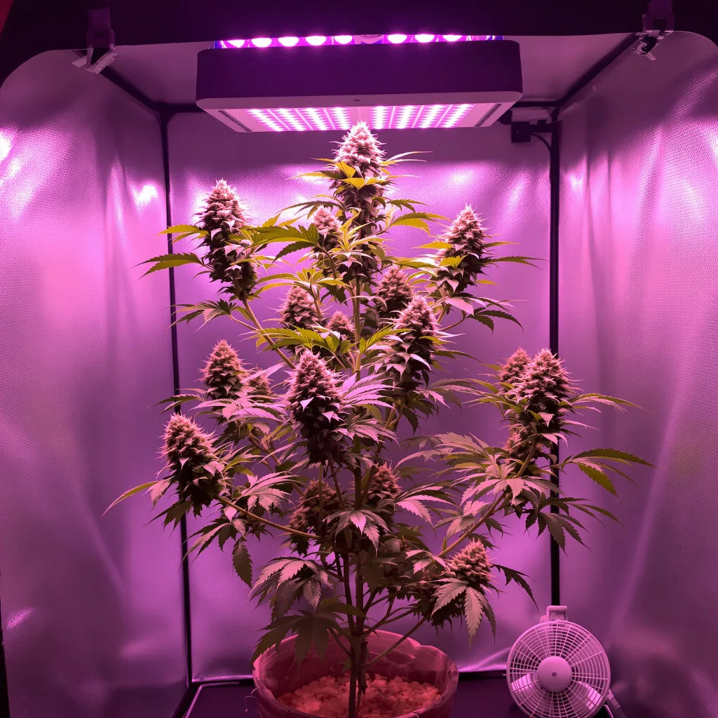 Fruity Pebbles cannabis plant in flowering stage — 120-180 cm feminised