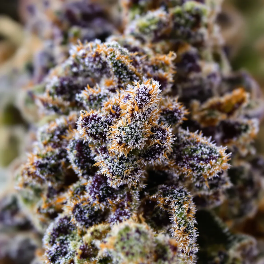 Fucking Incredible cannabis bud close-up showing dense purple-tinged calyxes