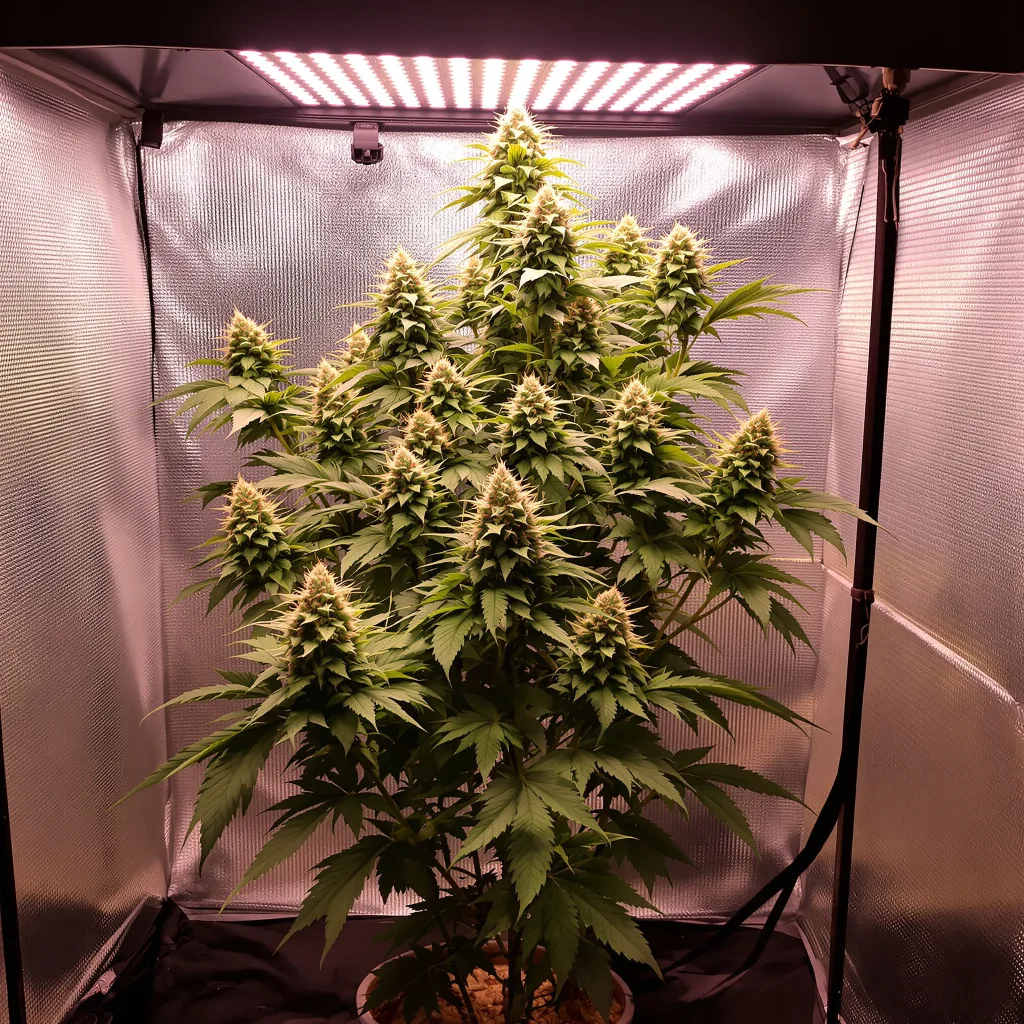 G.O.A.T Mixpack cannabis plant in flowering stage — 120-180 cm feminised