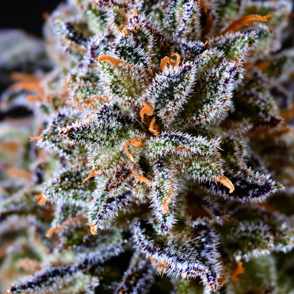 Gelato 44 cannabis bud close-up showing open-bud structure with orange pistils