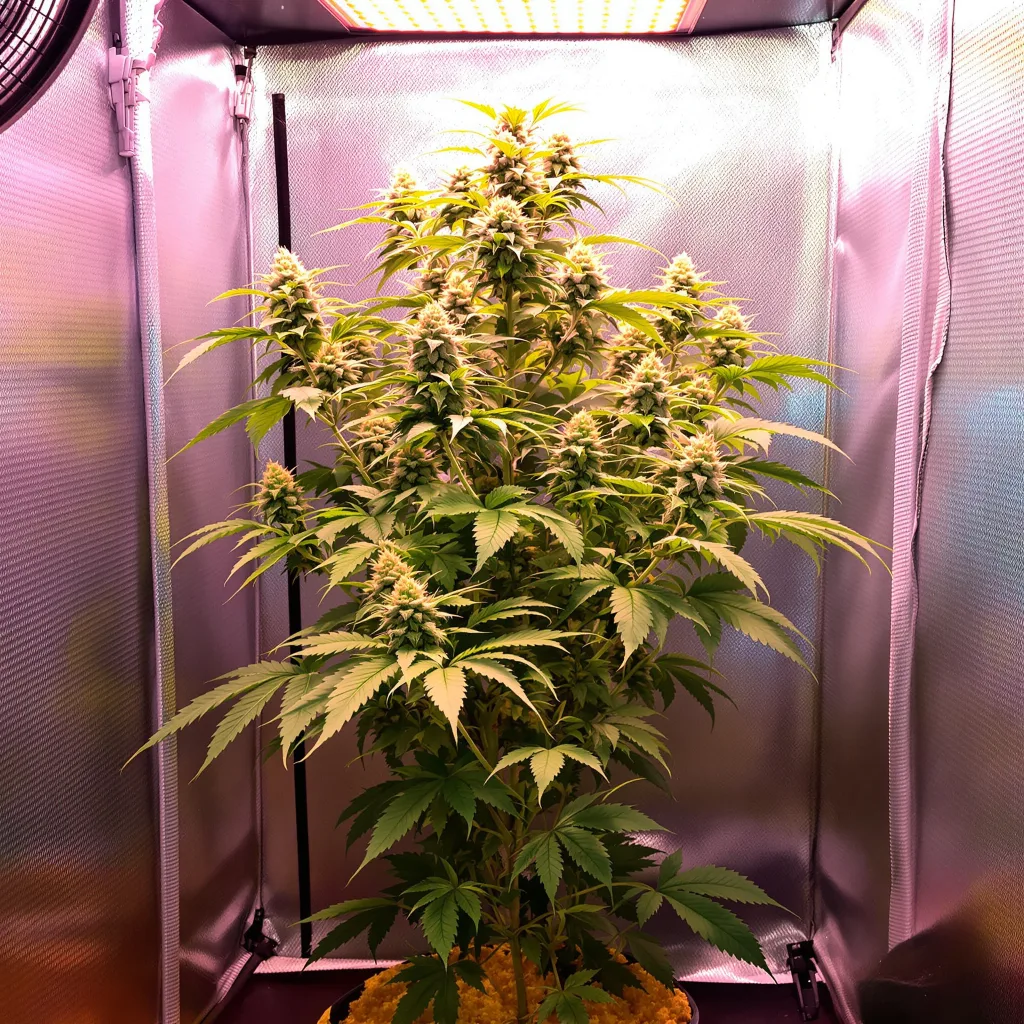Ginger Ale cannabis plant in flowering stage — 120-180 cm feminised