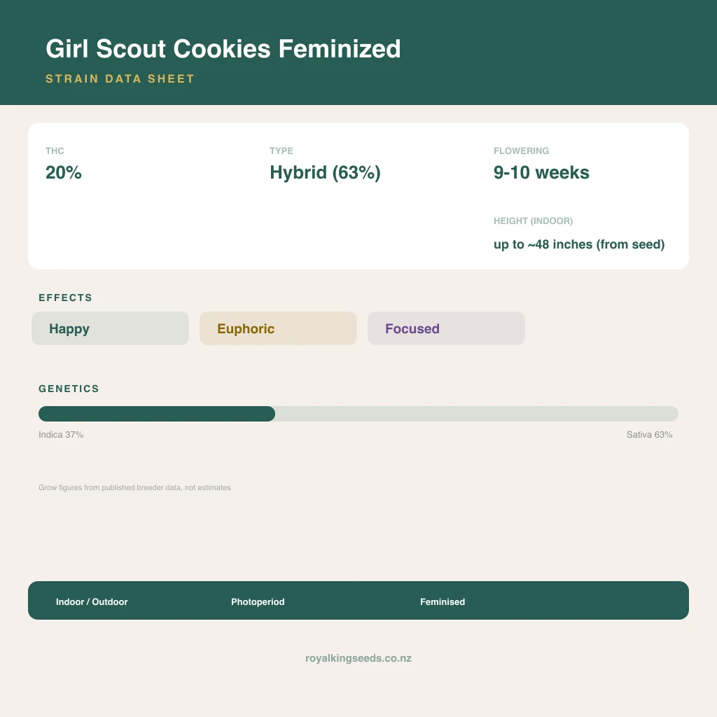 Girl Scout Cookies 37% indica / 63% sativa flower with visible trichomes