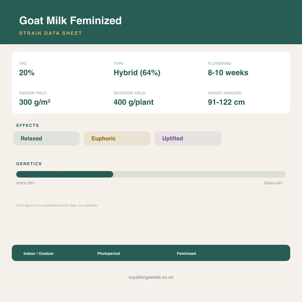 Goat Milk 36% indica / 64% sativa flower with visible trichomes
