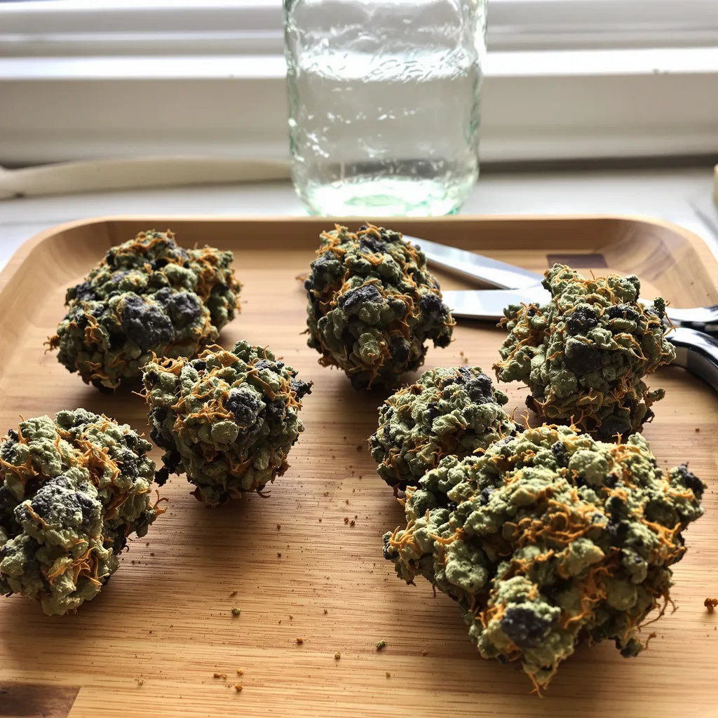 Goatlato 65% indica / 35% sativa flower with visible trichomes