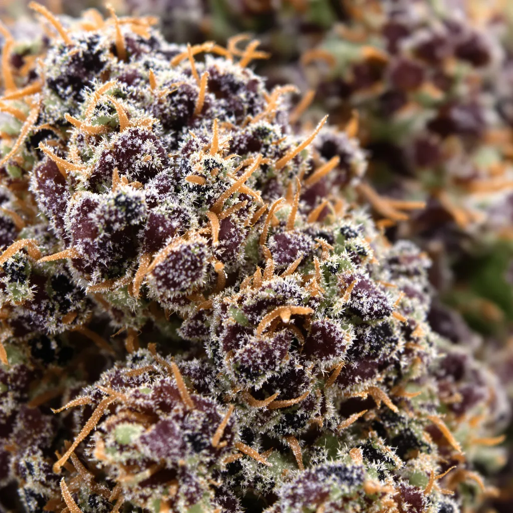 Goatlato cannabis bud close-up showing dense purple-tinged calyxes