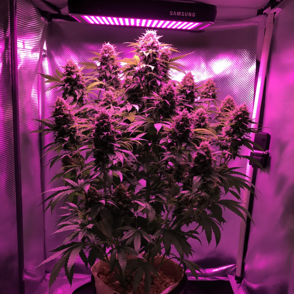 God's Green Crack cannabis plant in flowering stage — 60-100 cm autoflower