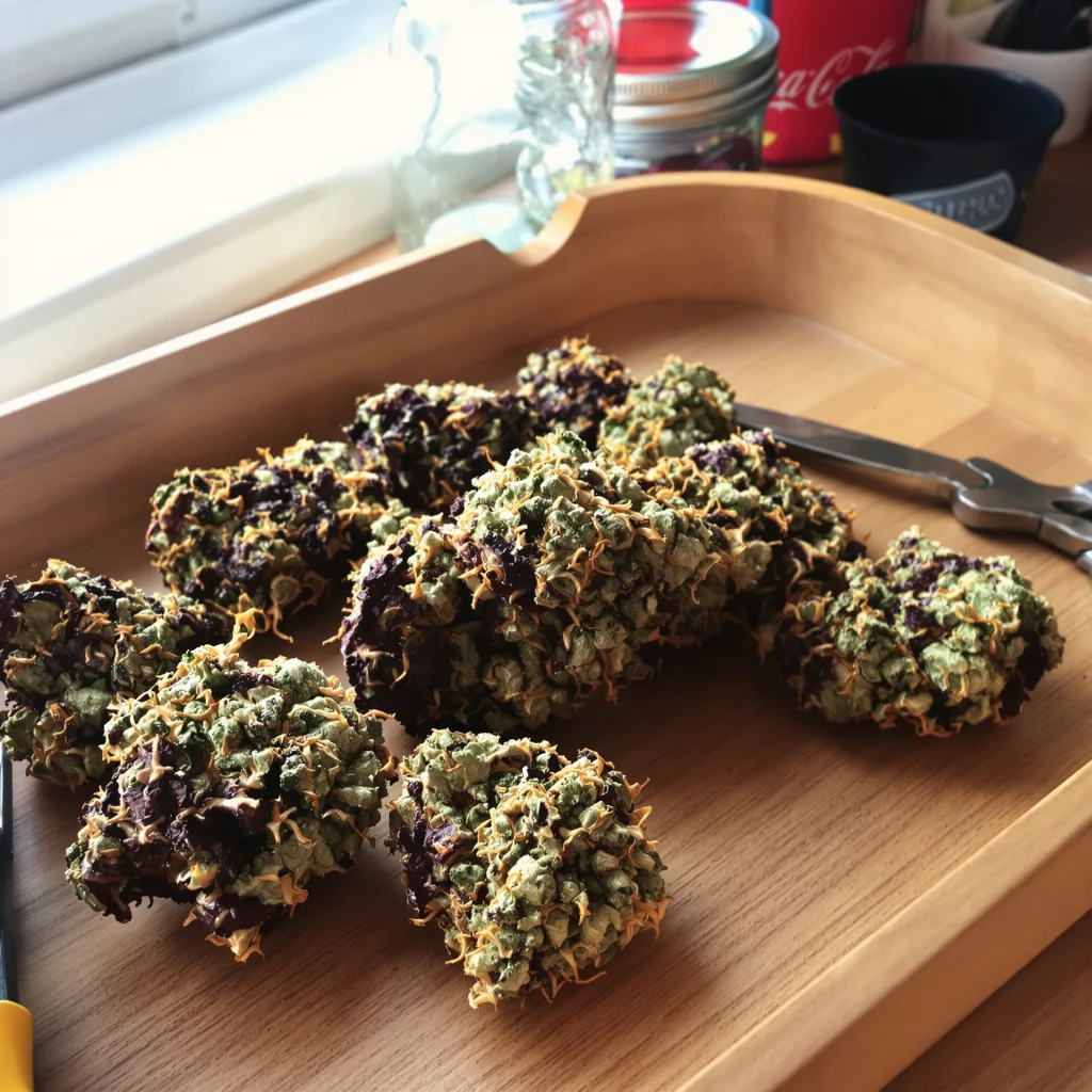 God's Treat 78% indica / 22% sativa flower with visible trichomes