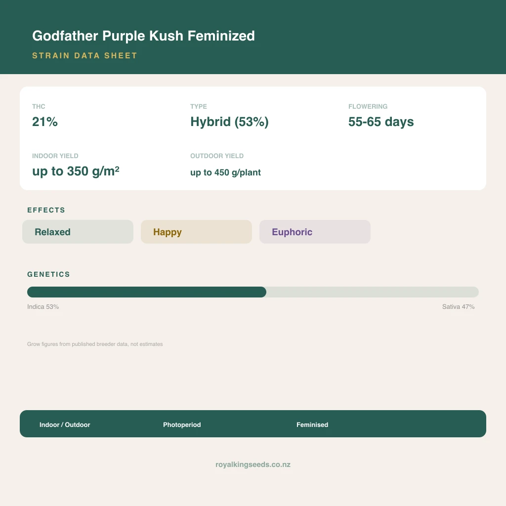 Godfather Purple Kush 53% indica / 47% sativa flower with visible trichomes