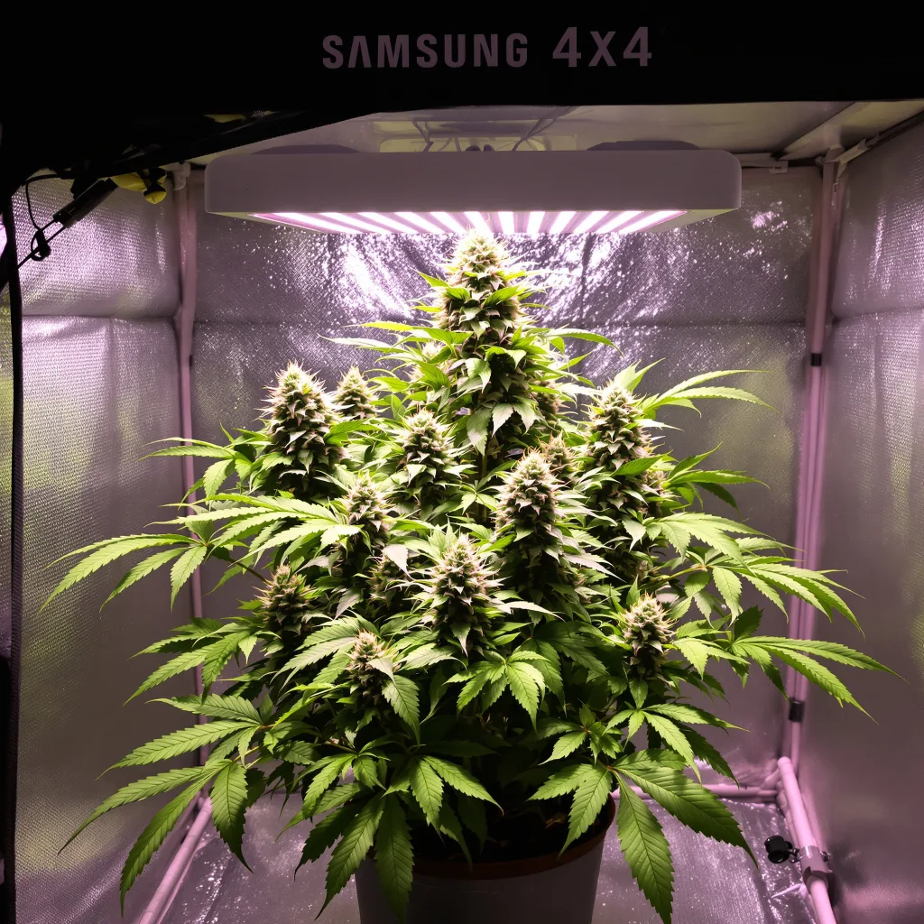 Godzilla cannabis plant in flowering stage — 90-130 cm feminised