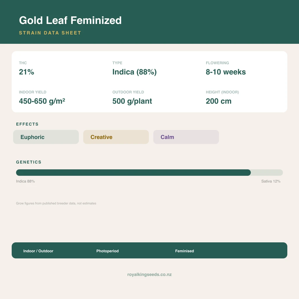 Gold Leaf 88% indica / 12% sativa flower with visible trichomes