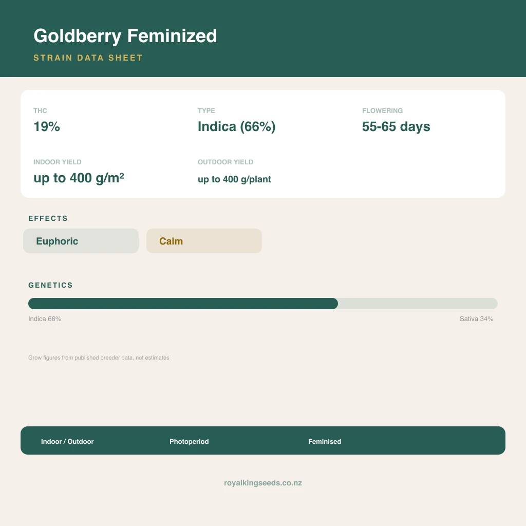 Goldberry 66% indica / 34% sativa flower with visible trichomes
