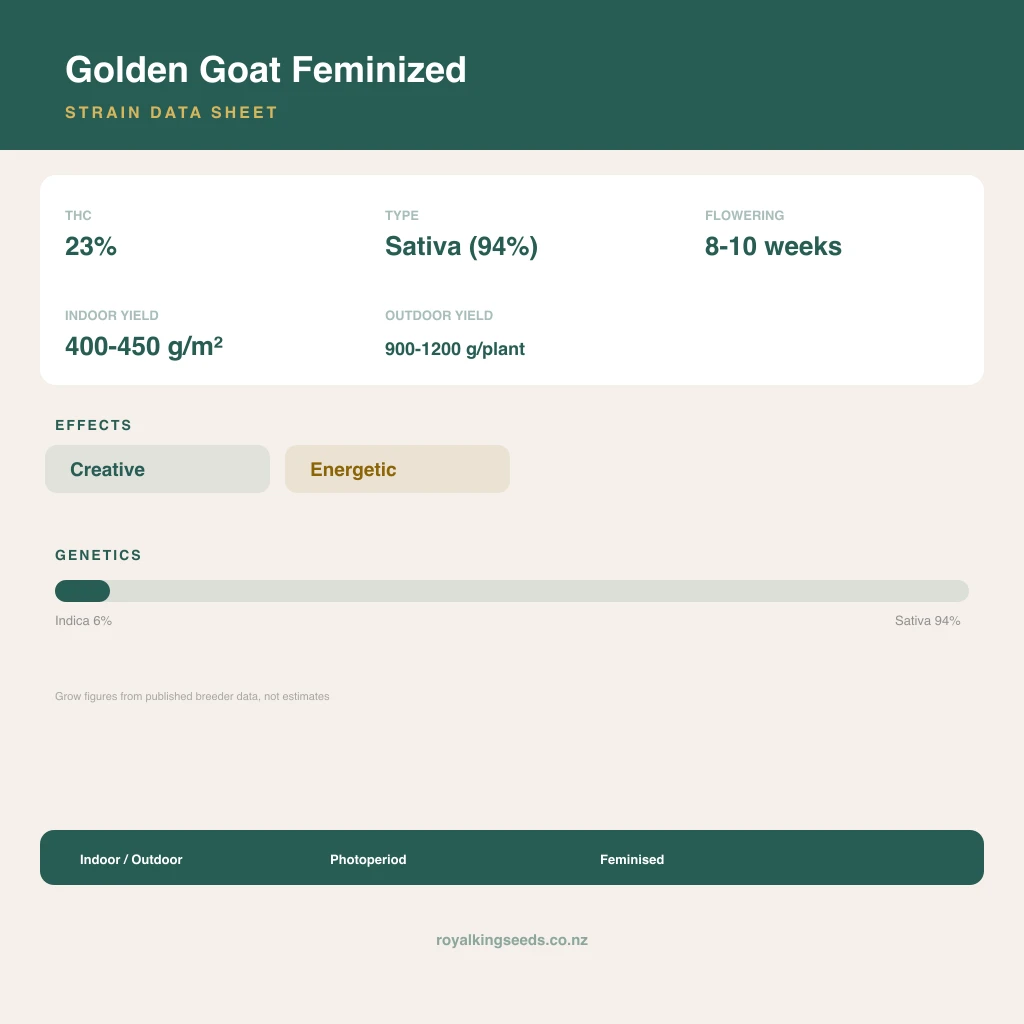 Golden Goat 6% indica / 94% sativa flower with visible trichomes