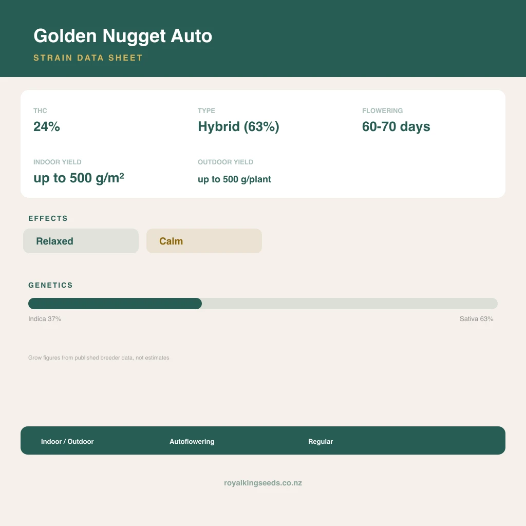 Golden Nugget 37% indica / 63% sativa flower with visible trichomes