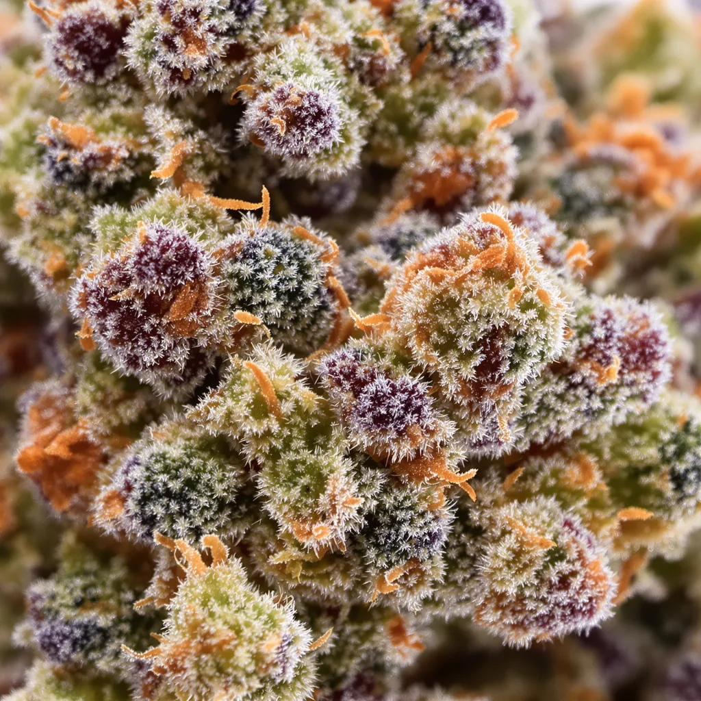 Golden Nugget cannabis bud close-up showing open-bud structure with orange pistils