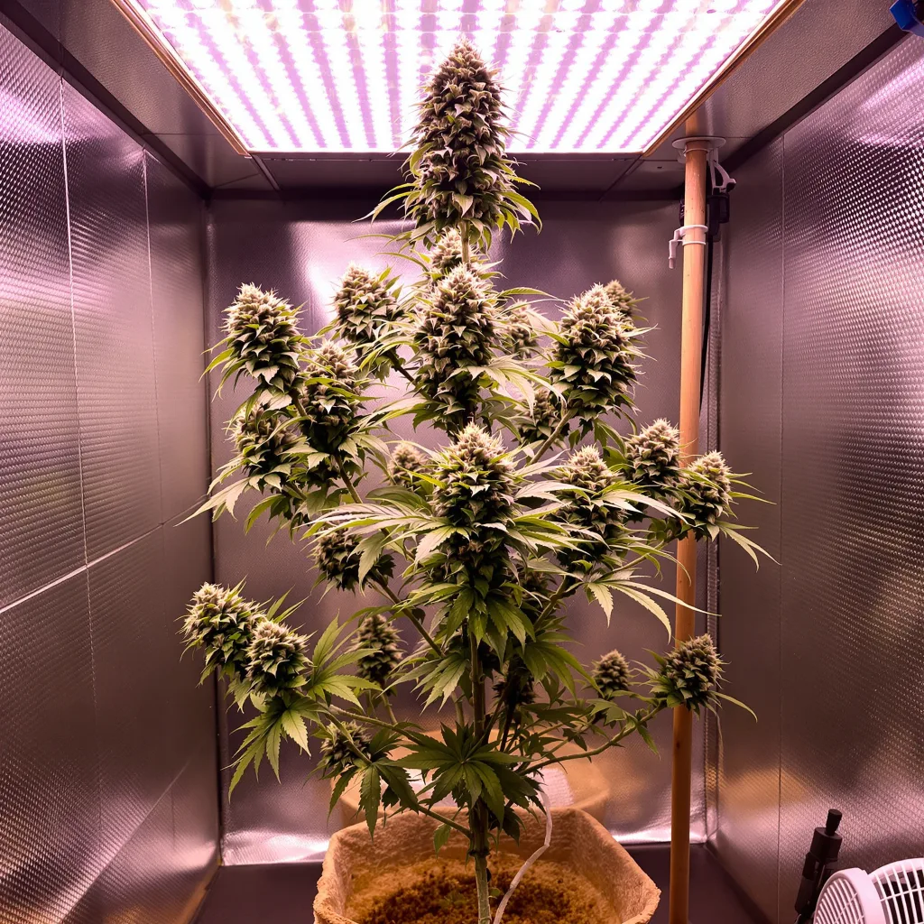 Goon Berries cannabis plant in flowering stage — 120-180 cm feminised